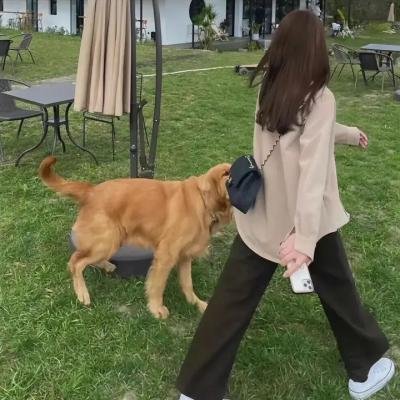 艾娃与莱昂国语